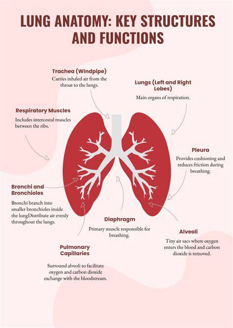 Transparent silicone anatomy and gear infographic