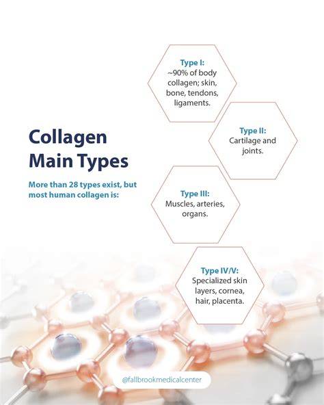 collagen types and joint cartilage infographic
