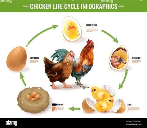 Infographic: chicken reproduction stages