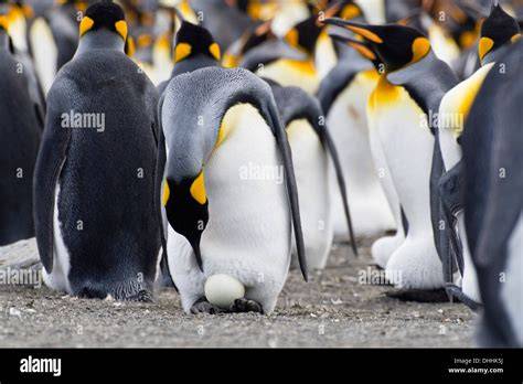 Penguin breeding colony with egg incubation