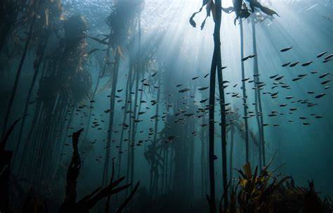 Ocean and forest soundscape for iMovie